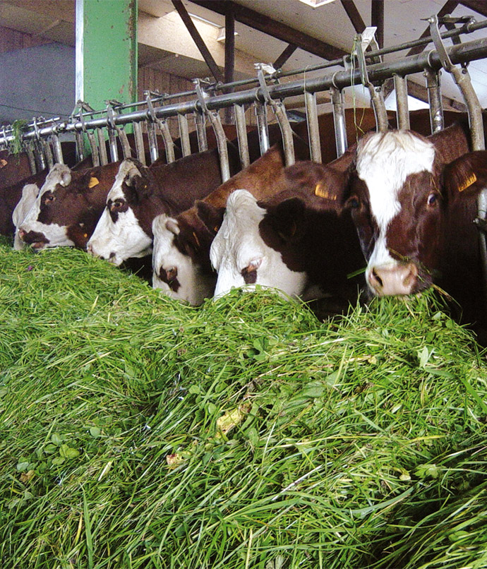 Mise en oeuvre technique et matérielle d'un élevage de ruminants