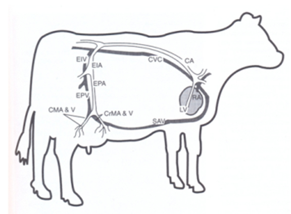 Anatomy Of Mammary Gland Of Cow - All About Cow Photos