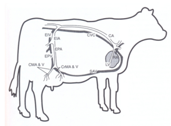 Mammary gland : physiology and anatomy - Blood supply