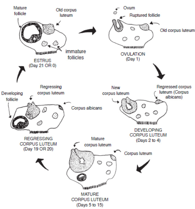Physiology and anatomy of reproduction - Estrous cycle