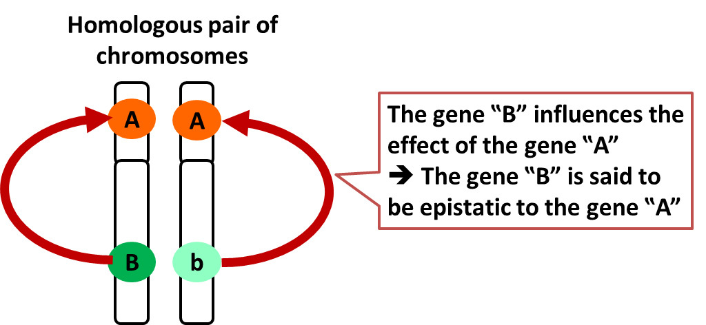 Genetics of dairy production - Epistatic effect