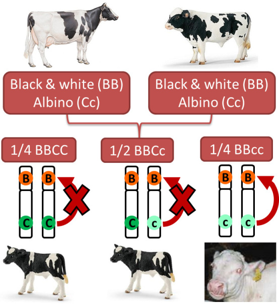 Genetics of dairy production - Epistatic effect