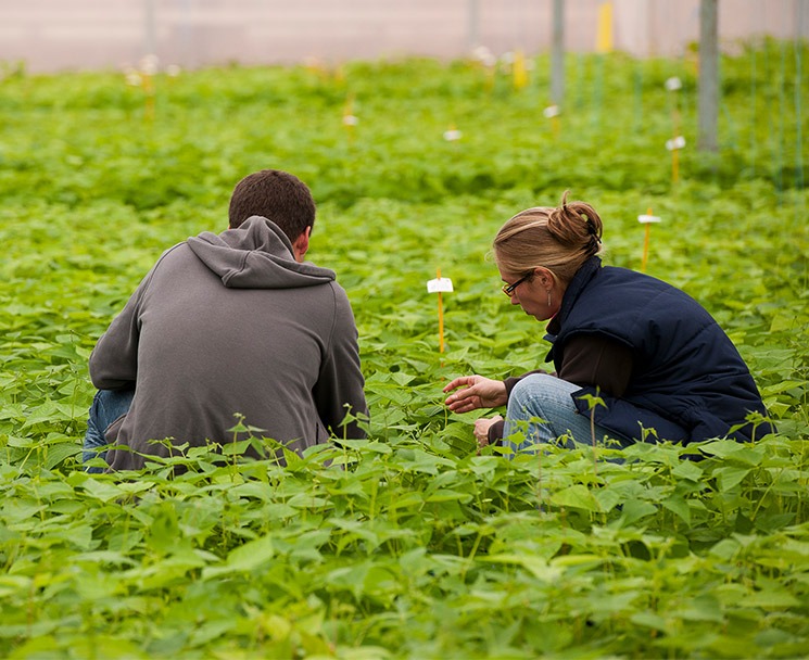 bts production horticole à distance - bts agricole distance