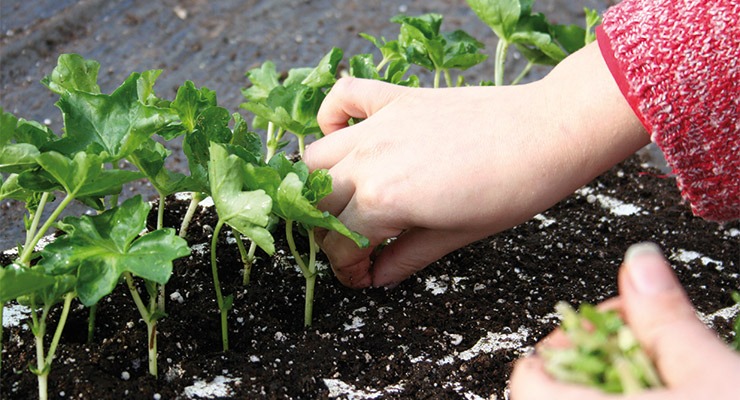 Connaître les techniques horticoles - CPHATH - L'ESA, Ecole Supérieure ...