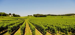 champ de vigne3