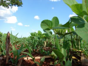 plantes au sol