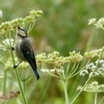 oiseau sur une fleur