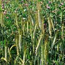 champ de fleur