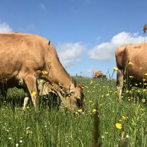 vaches prairie fleurs jaunes