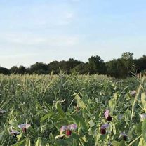 Devenir ingénieur agricole avec l'ESA