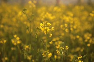 champ de fleurs de colza