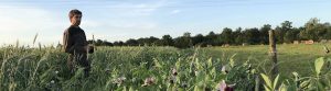 L'ingenieur environnement analyse l'impact de l'agriculture