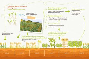 LEVA’s scientists have expertise in agronomy, crop ecophysiology, soil biology and statistics.