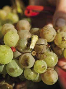 métier viticulture oenologie