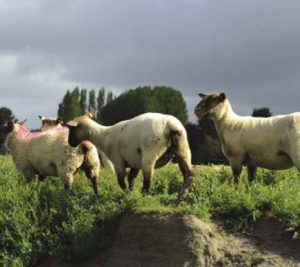 métiers production animale