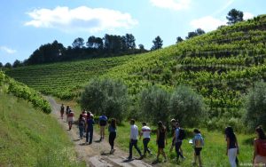 The master in vine, wine and terroir management seeks to provide students with a comprehensive overview of the wine sector, from soil to consumer.