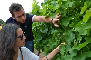 Conduite d’une production vinicole (œnologie)