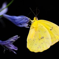papillon