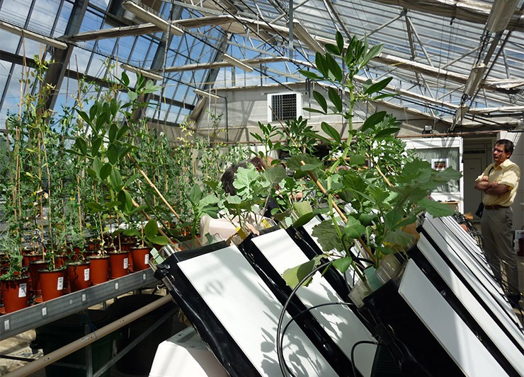 plantes dans une serrre