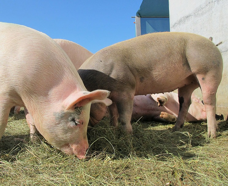 cochons