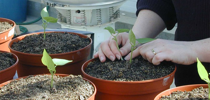 pot de fleur
