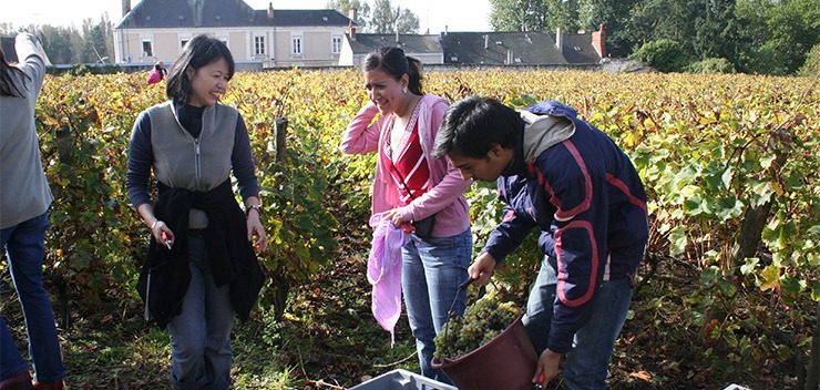 étudiants internationaux dans les vignes