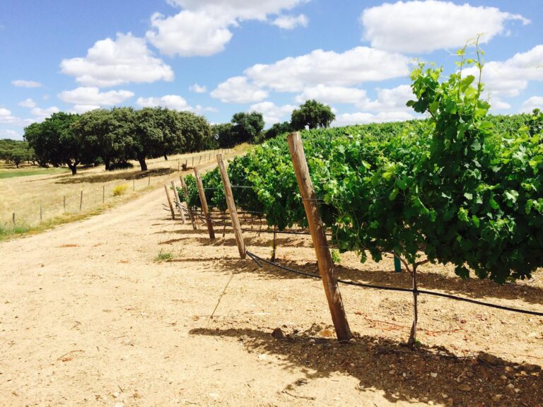 vignes5