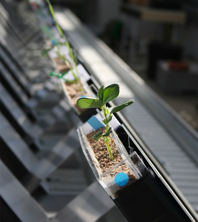 plante essais sous serre au leva, esa angers