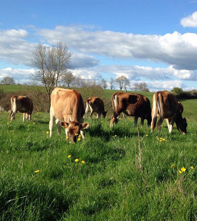 vaches brunes dans une prairie