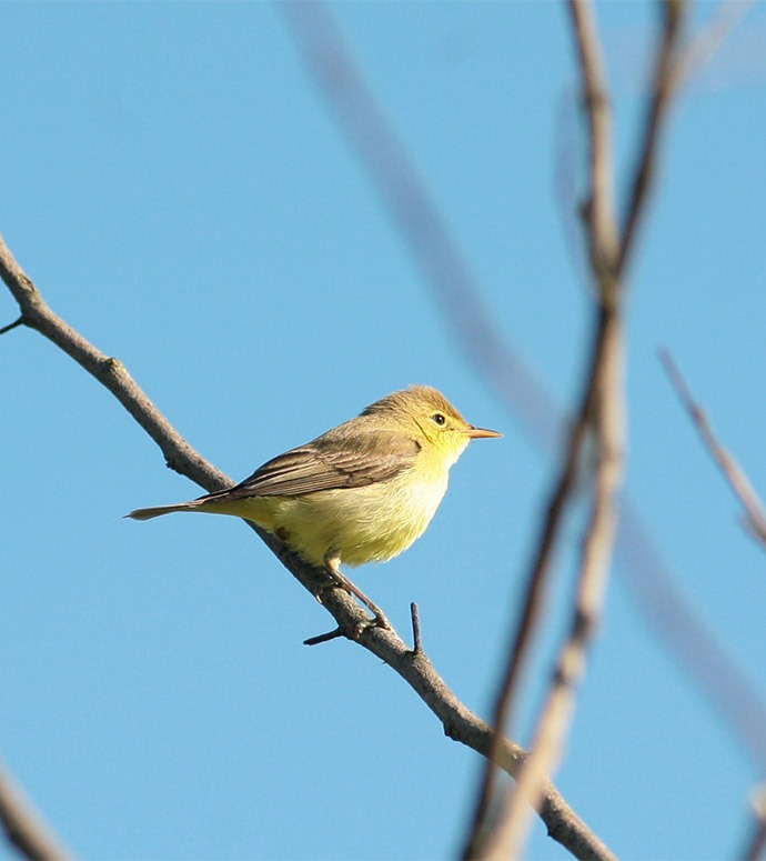 oiseau jaune sur un arbre