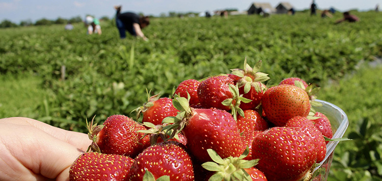 fraises3