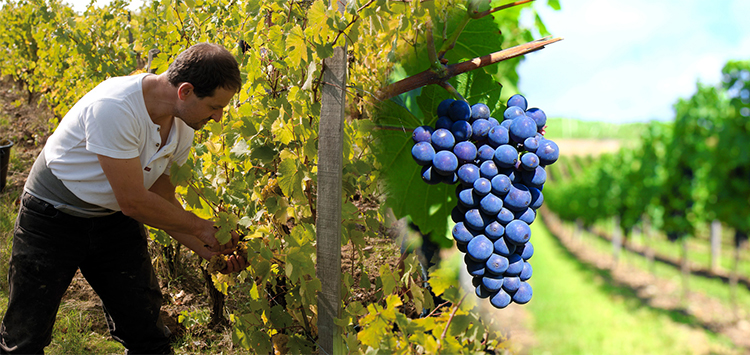 raison et homme dans les vignes