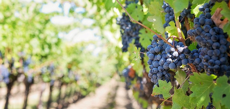 vignes