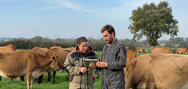 étudiante et homme dans un champs de vache