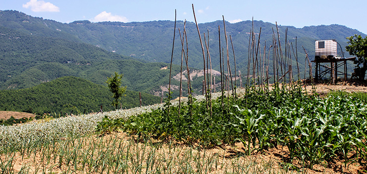 champ dans les collines