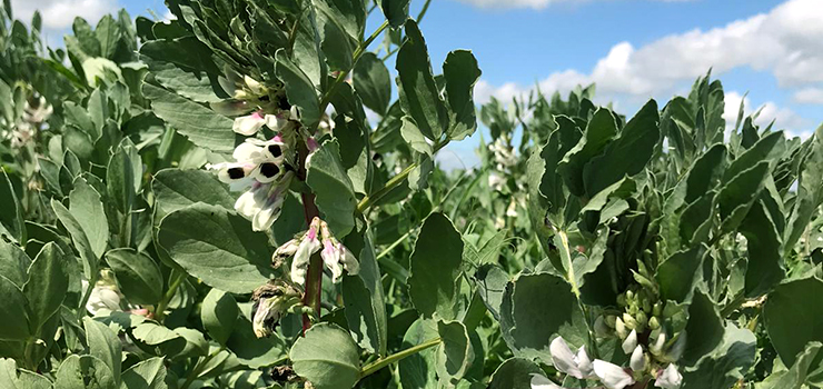Fleurs blanches et roses