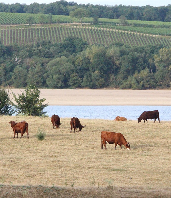 vaches proches d'un point d'eau