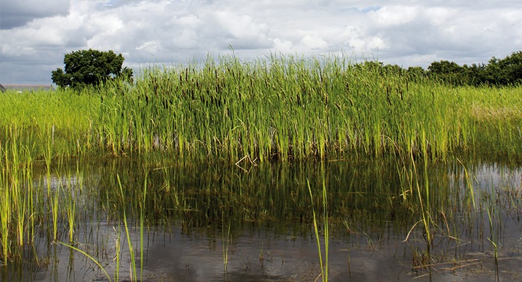 nature dans l'eau