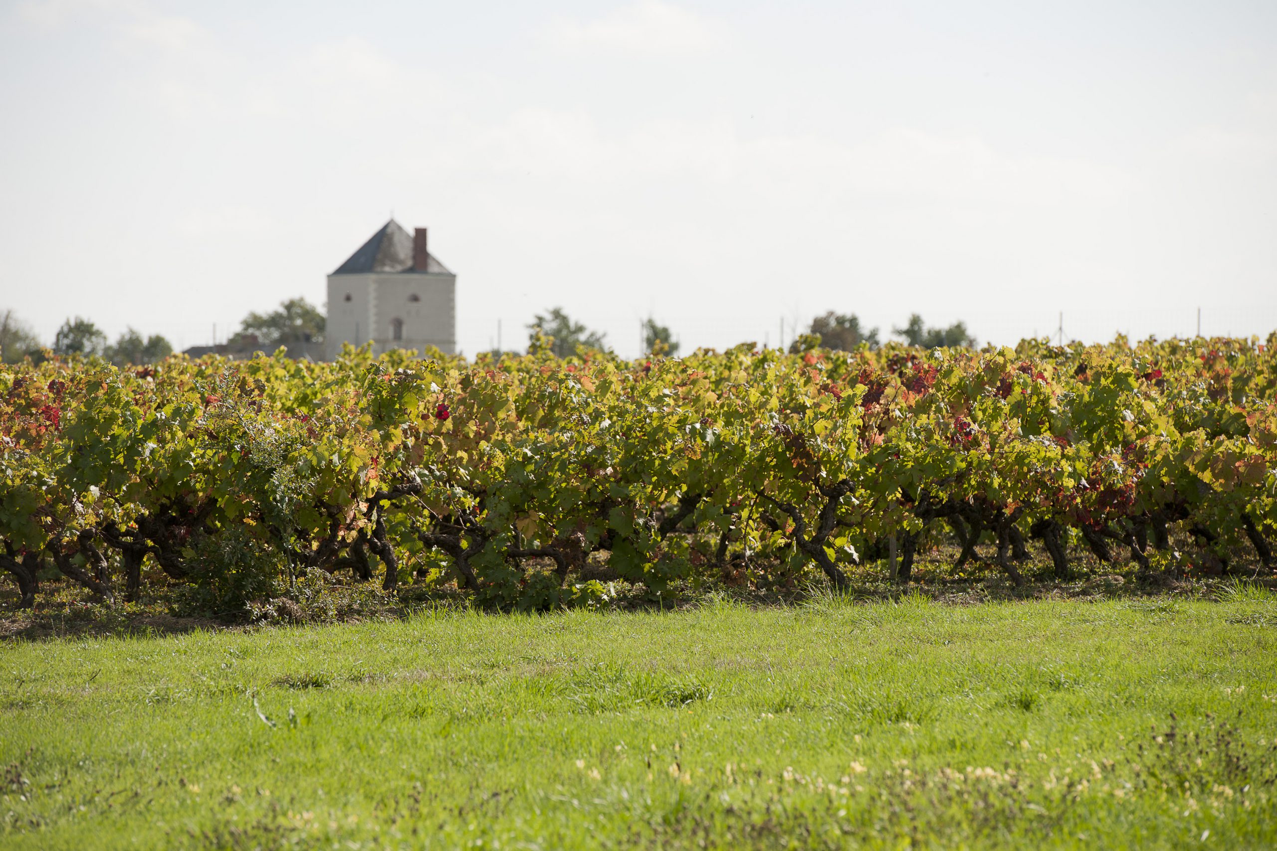 vignes