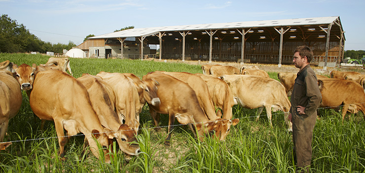 agriculteur avec ses vaches