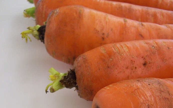 carottes en gros plan