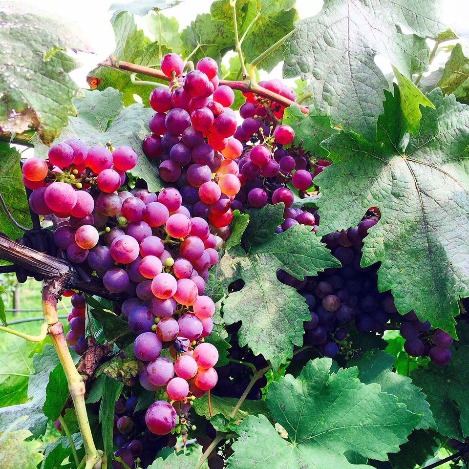 vignes et raisin