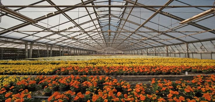 multitude de fleurs