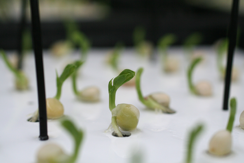 pousses de plantes