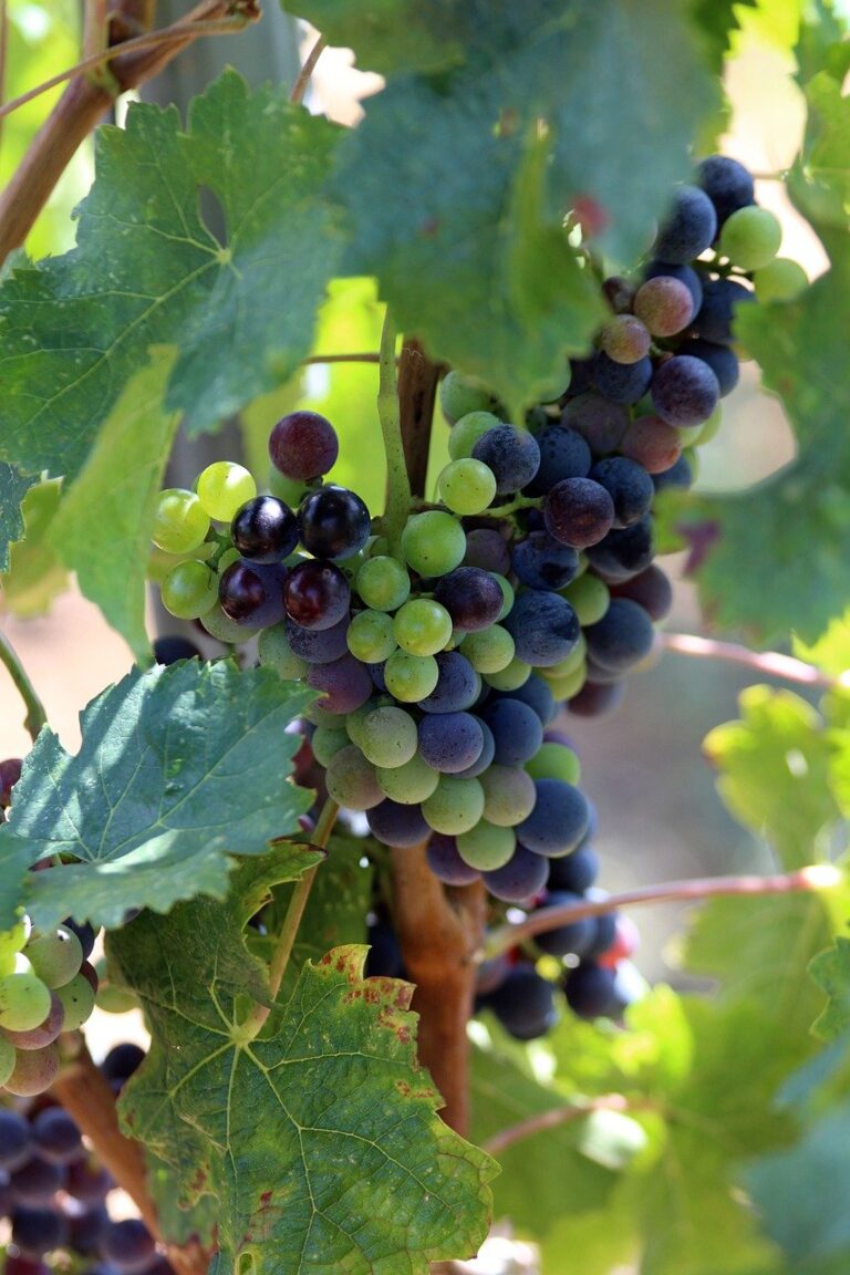 grappe de raisin noir