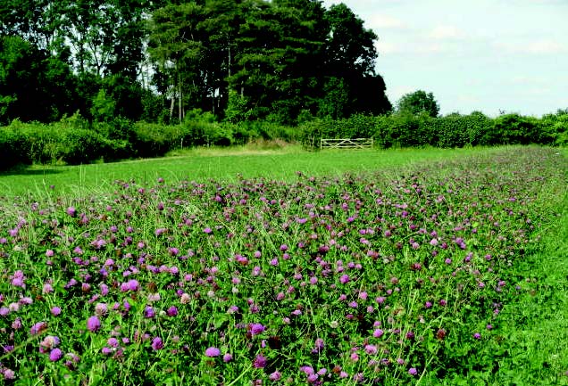 champ de fleur