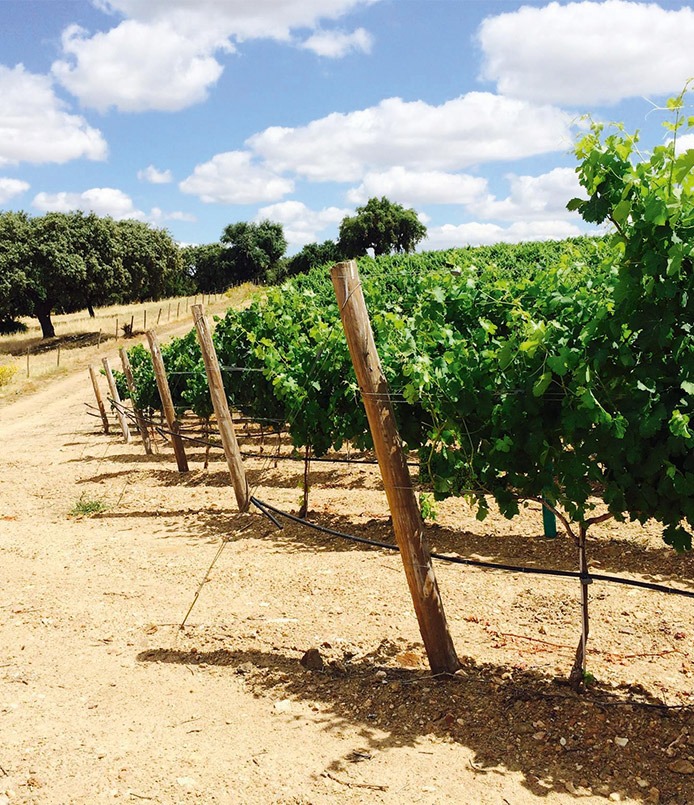 vignes