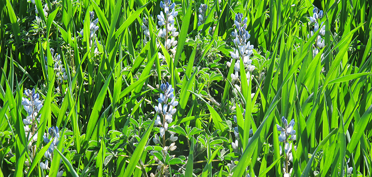 ESA Association lupin