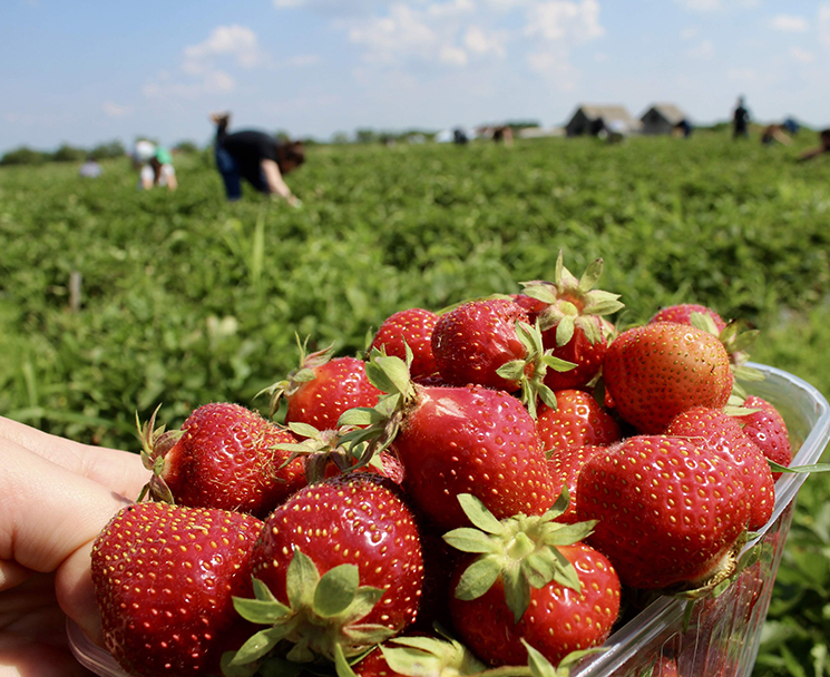 master agroalimentaire