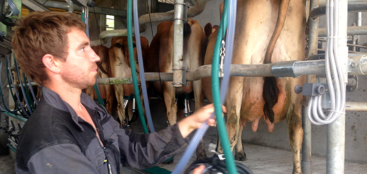 éleveur trait ses vaches